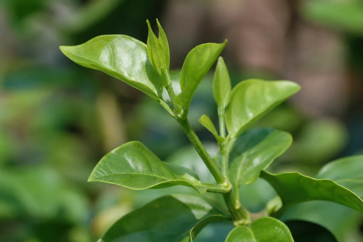 Close-up of No Flowers on Mogra - diagnostic detail