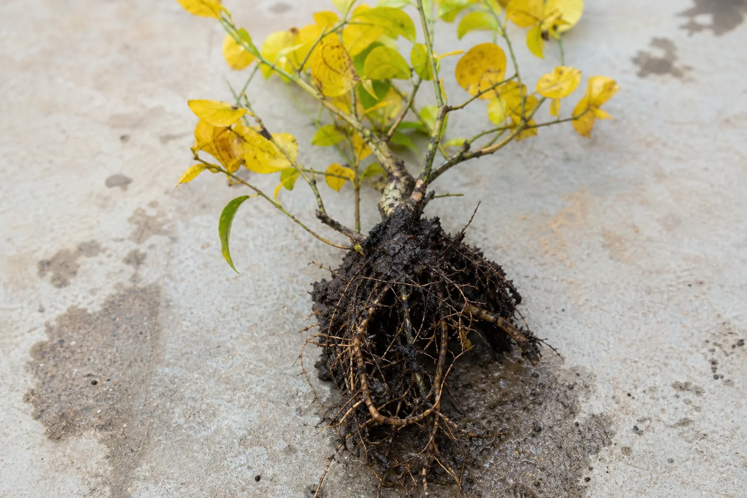 Root Rot on Mogra - visible symptom on the plant