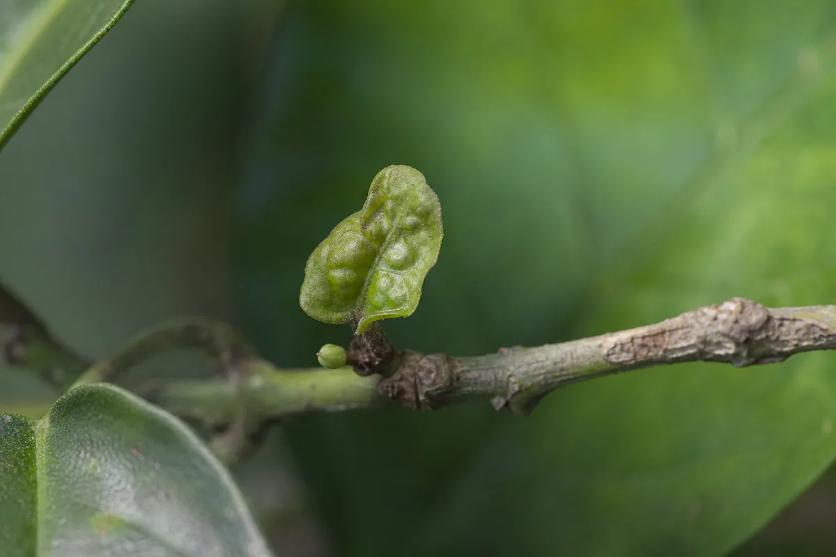 Close-up of Slow Growth on Mogra - diagnostic detail