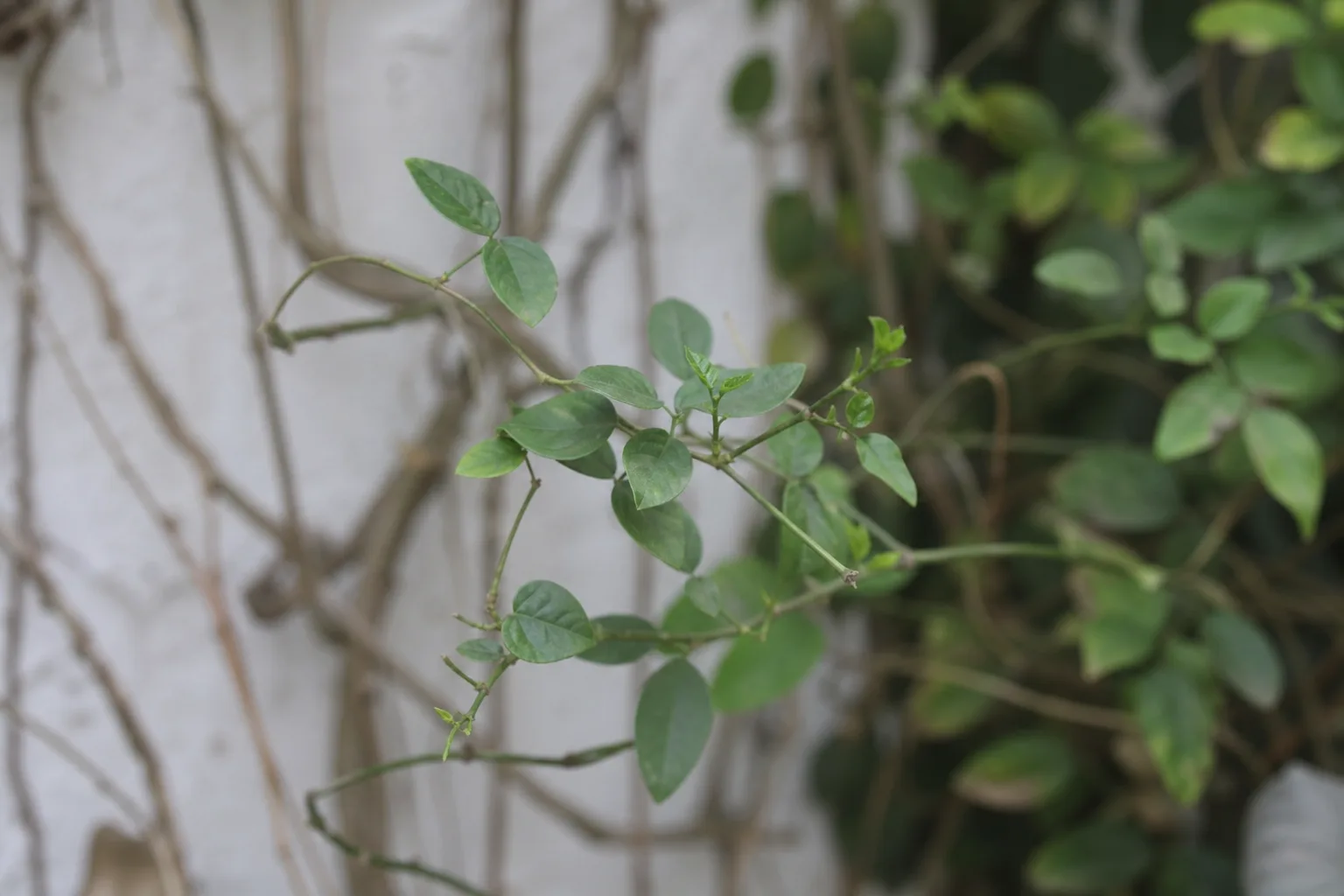 Slow Growth on Mogra - visible symptom on the plant