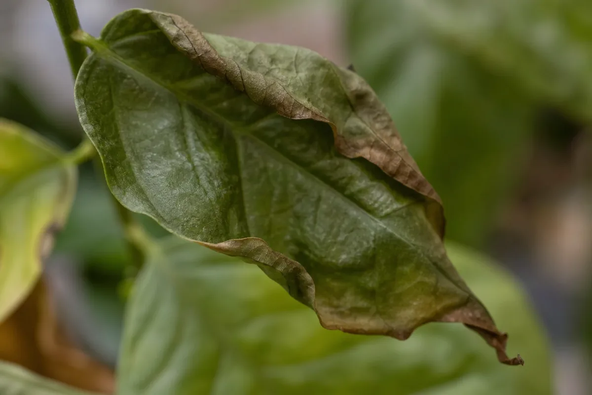Close-up of Underwatering on Mogra - diagnostic detail