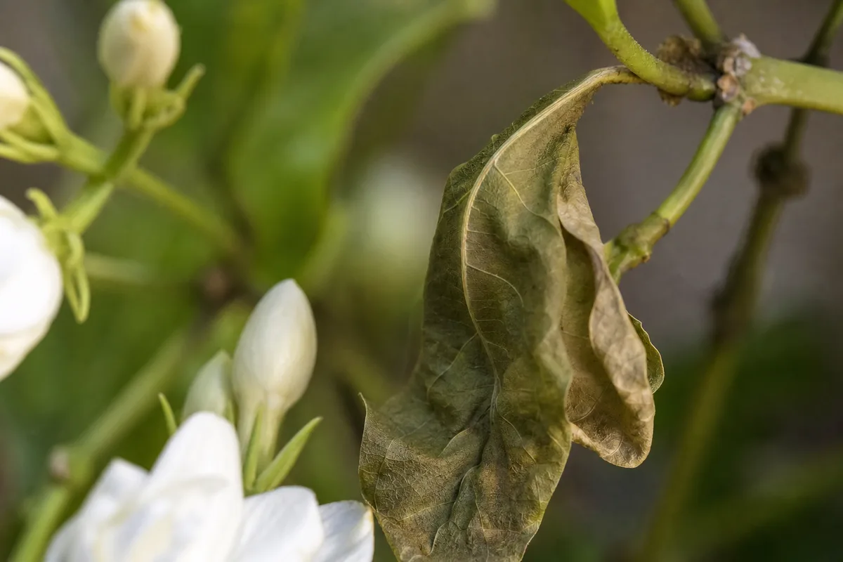 Close-up of Wilting on Mogra - diagnostic detail