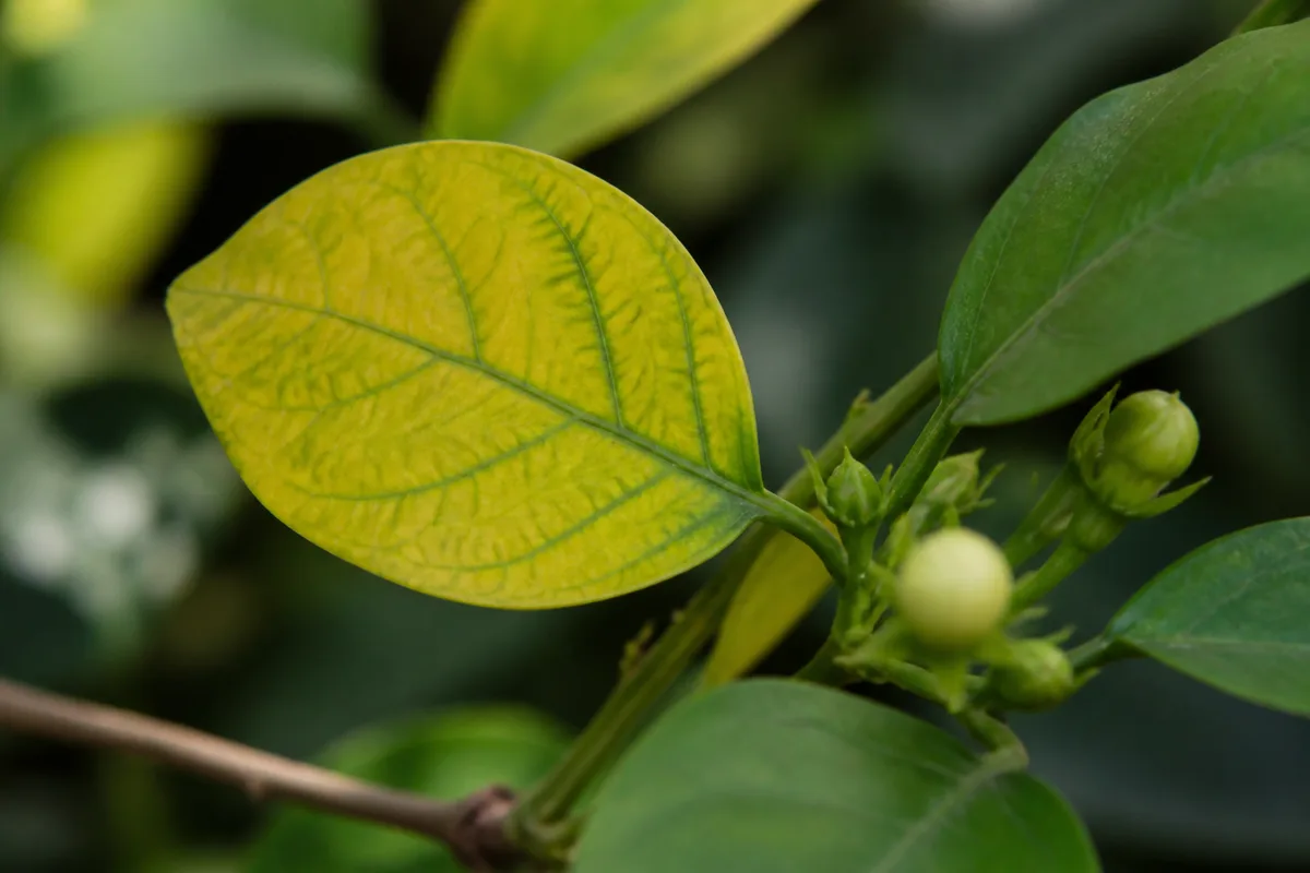 Close-up of Yellow Leaves on Mogra - diagnostic detail