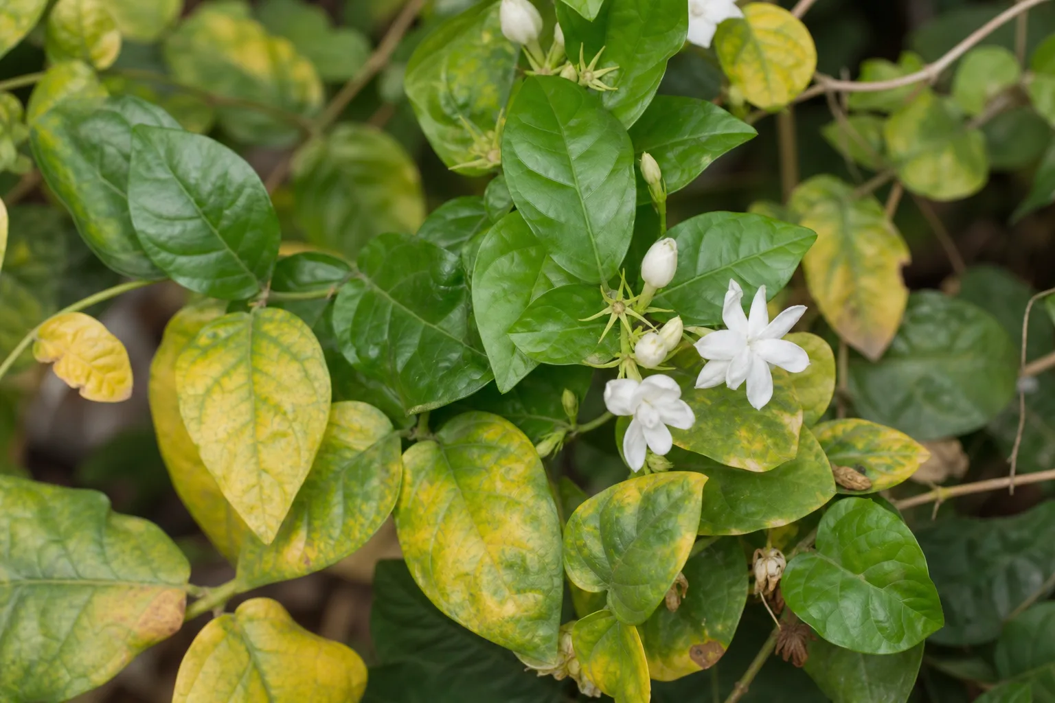 Yellow Leaves on Mogra - visible symptom on the plant