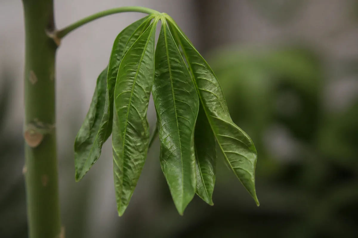 Close-up of Drooping Leaves on Money Tree - diagnostic detail