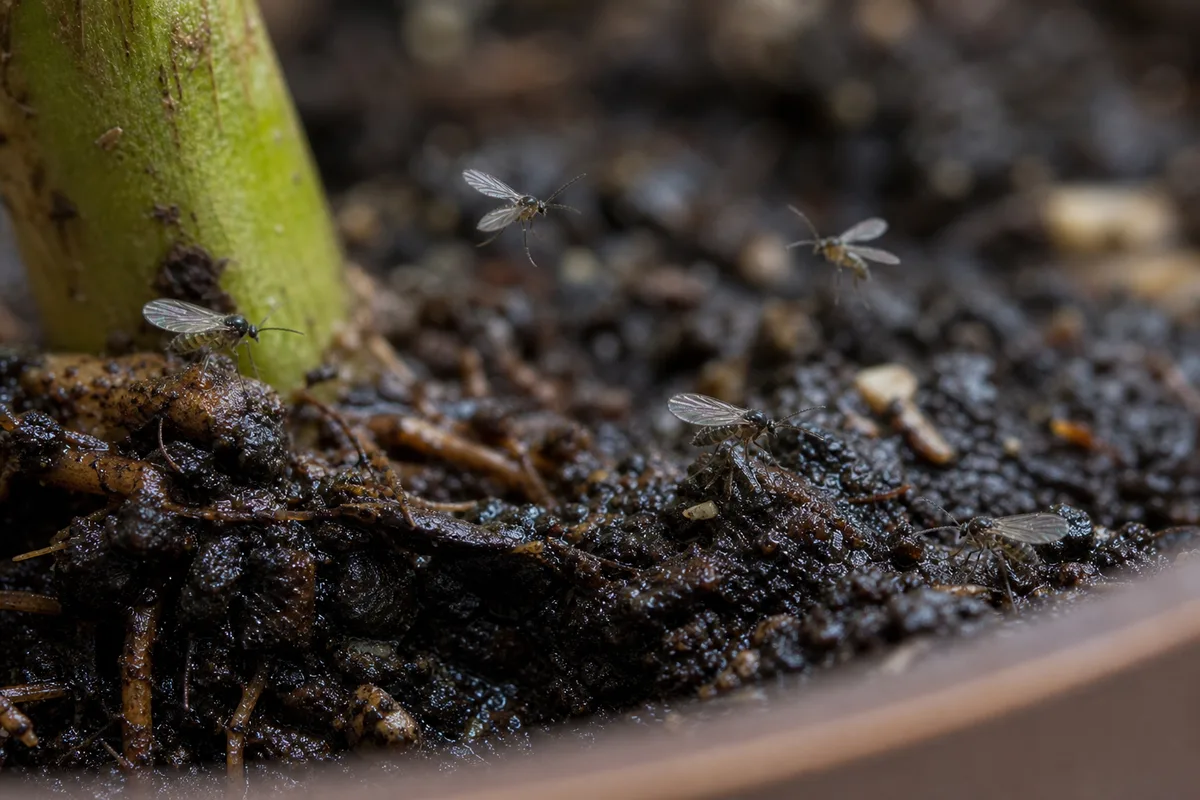 Close-up of Fungus Gnats on Money Tree - diagnostic detail