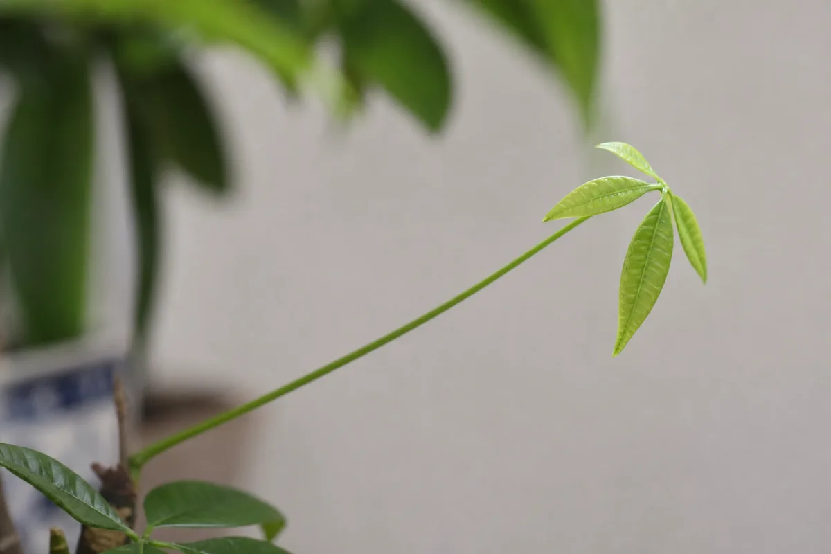 Close-up of Leggy Growth on Money Tree - diagnostic detail