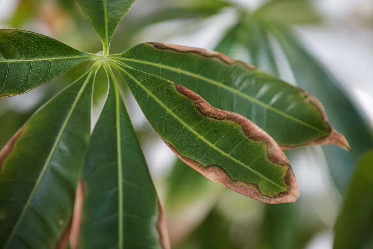 Close-up of Low Humidity on Money Tree - diagnostic detail