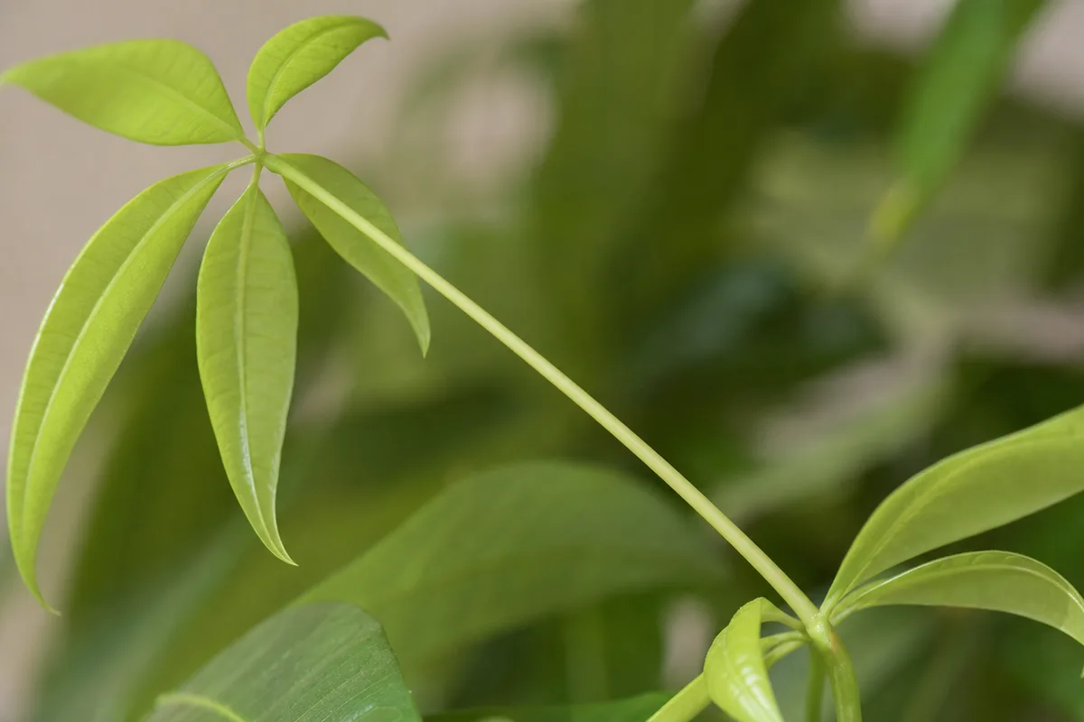 Close-up of Not Enough Light on Money Tree - diagnostic detail
