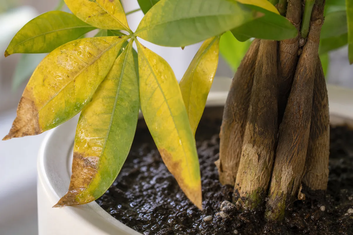Close-up of Overwatering on Money Tree - diagnostic detail
