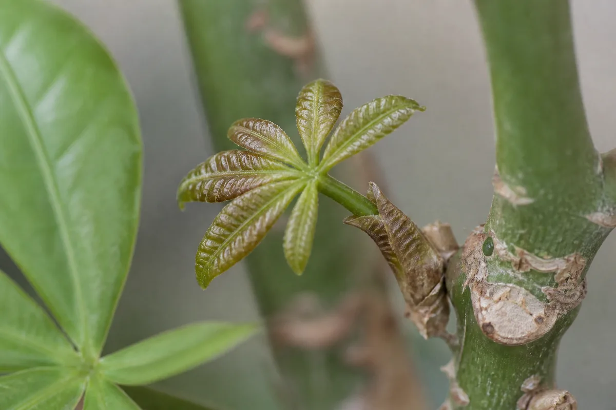 Close-up of Slow Growth on Money Tree - diagnostic detail