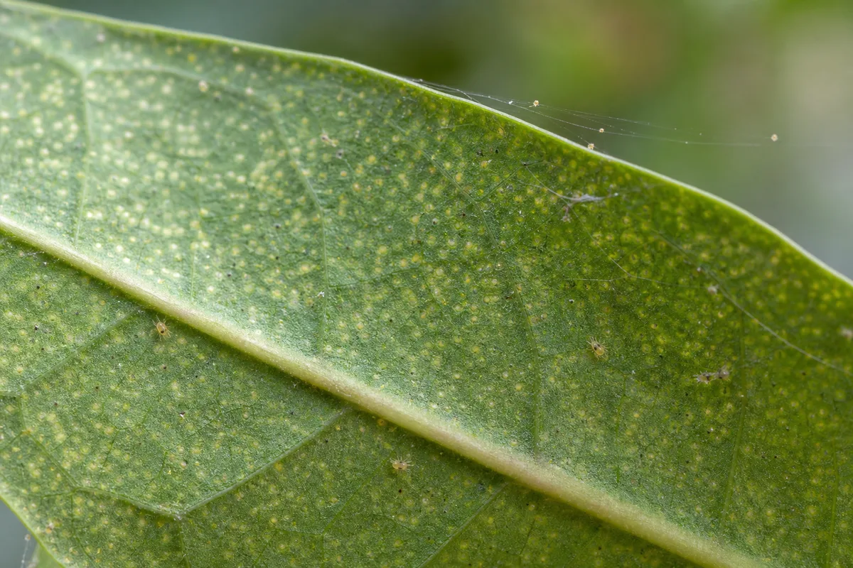 Close-up of Spider Mites on Money Tree - diagnostic detail