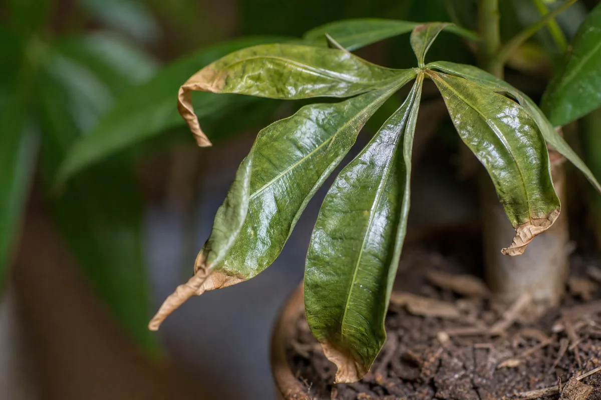 Close-up of Underwatering on Money Tree - diagnostic detail