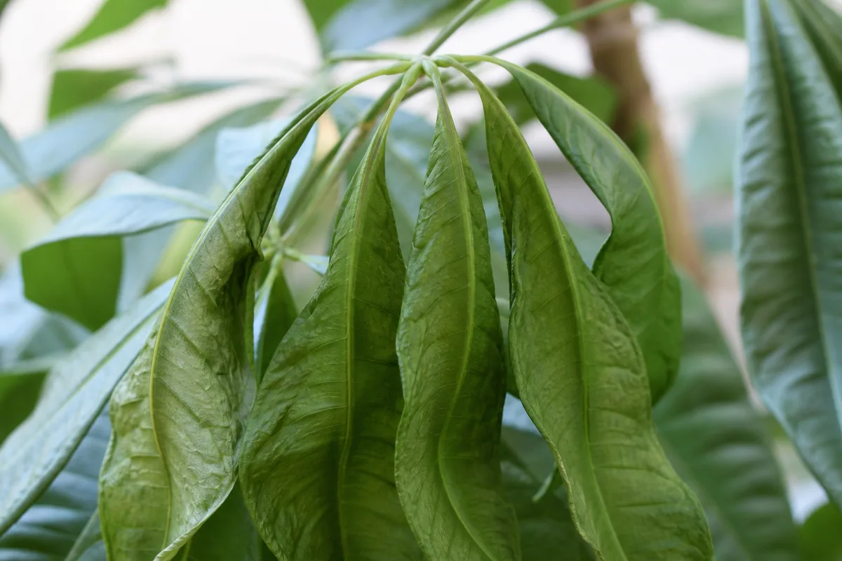 Close-up of Wilting on Money Tree - diagnostic detail
