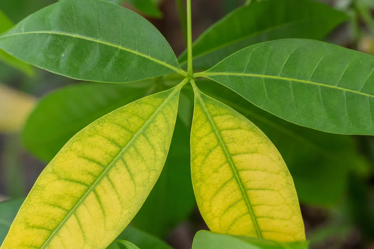 Close-up of Yellow Leaves on Money Tree - diagnostic detail