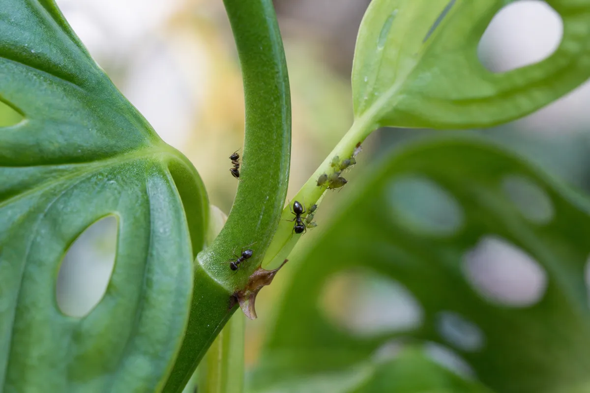 Close-up of Ants on Plant on Monstera Adansonii - diagnostic detail