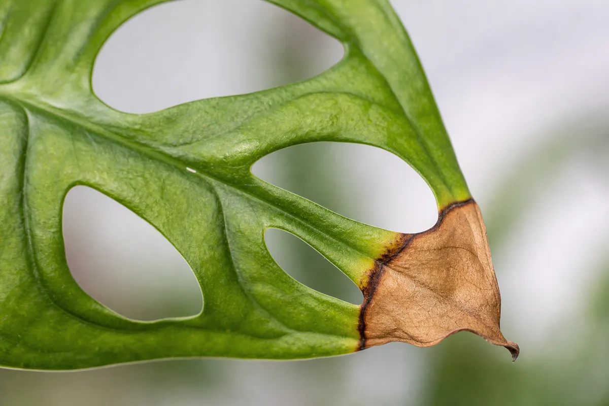 Close-up of Brown Tips on Monstera Adansonii - diagnostic detail