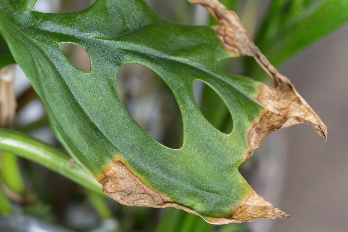 Close-up of Crispy Leaves on Monstera Adansonii - diagnostic detail