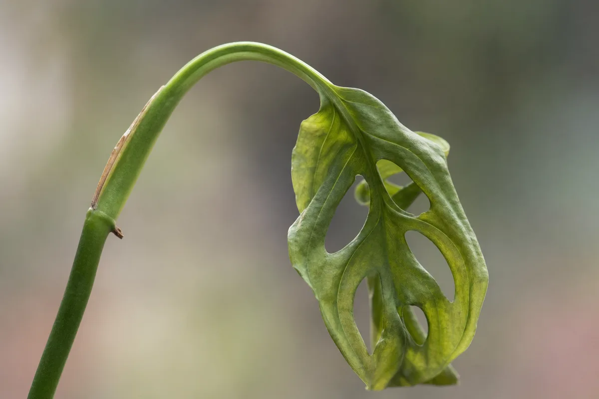 Close-up of Drooping Leaves on Monstera Adansonii - diagnostic detail