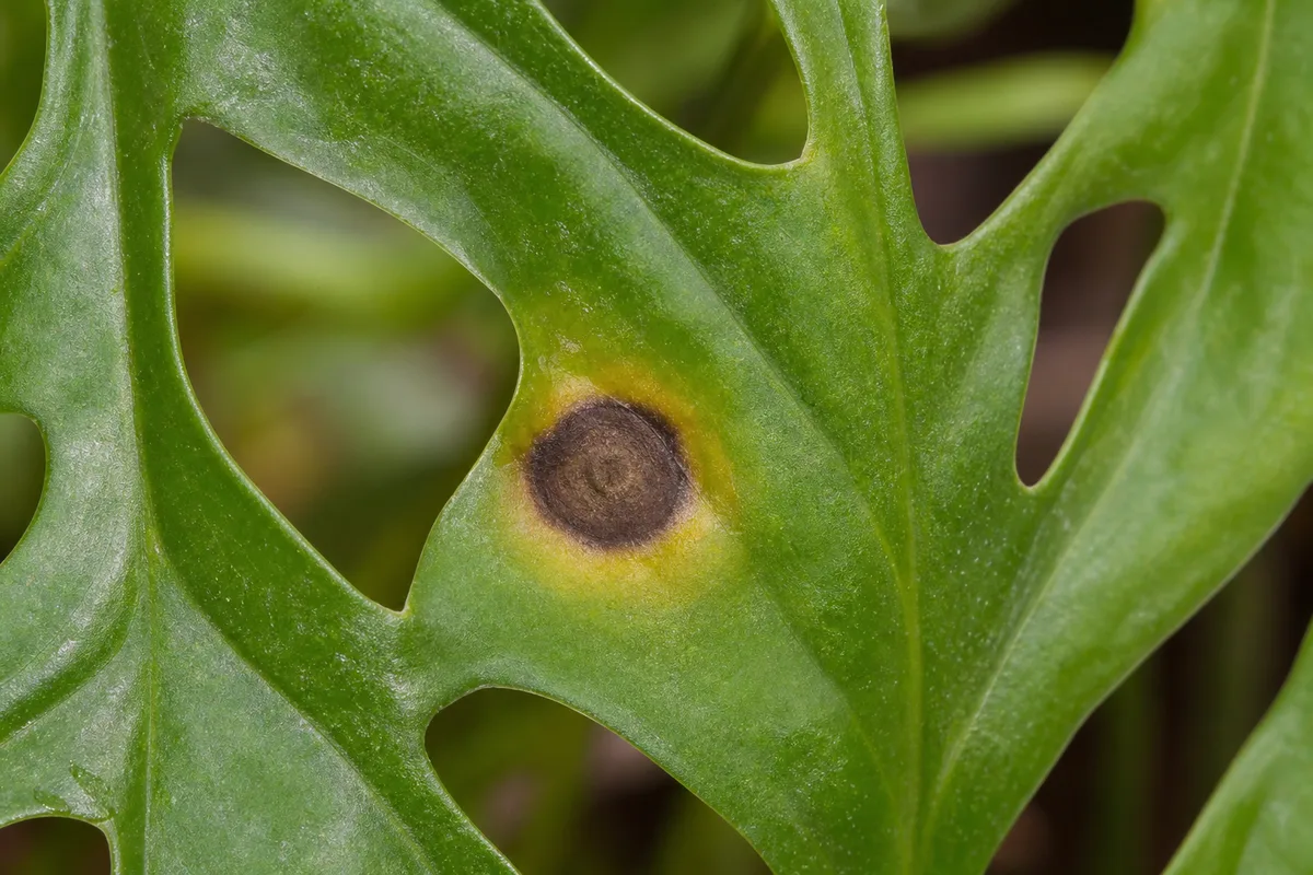Close-up of Leaf Spot Disease on Monstera Adansonii - diagnostic detail