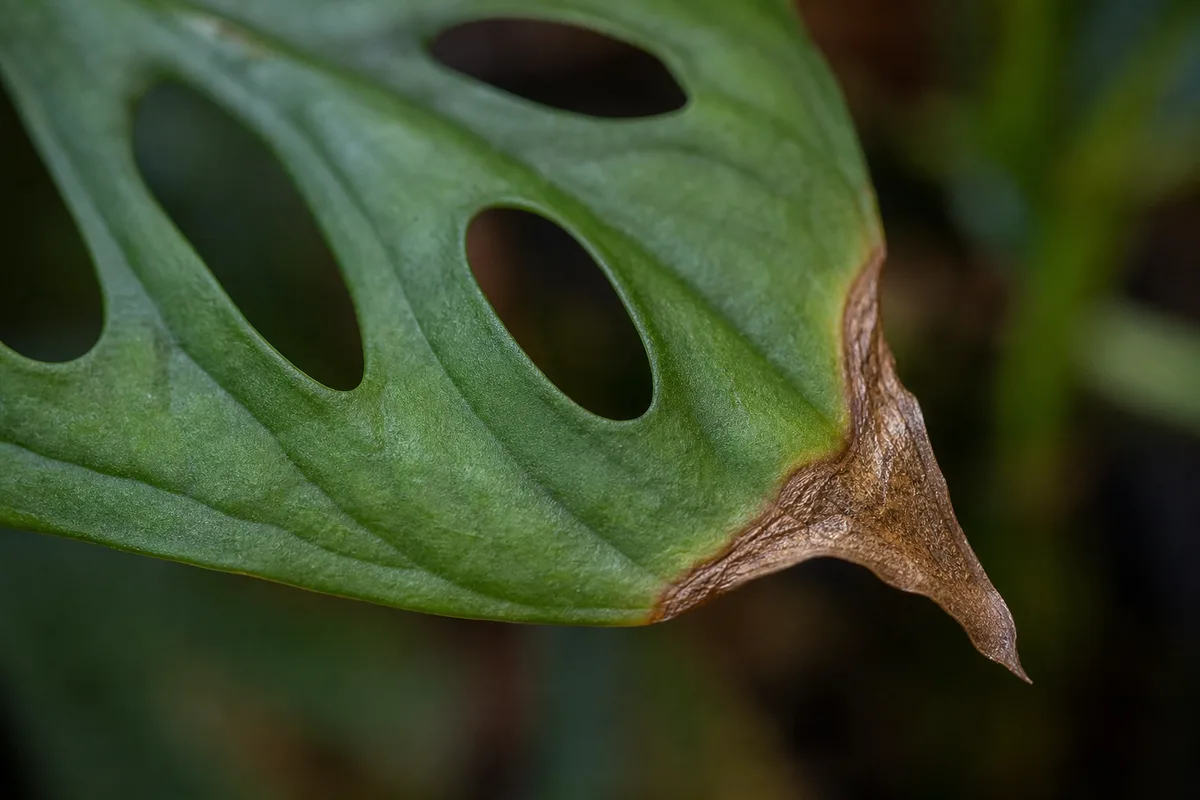 Close-up of Low Humidity on Monstera Adansonii - diagnostic detail