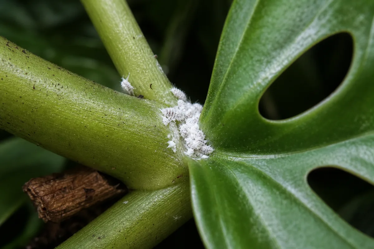 Close-up of Mealybugs on Monstera Adansonii - diagnostic detail