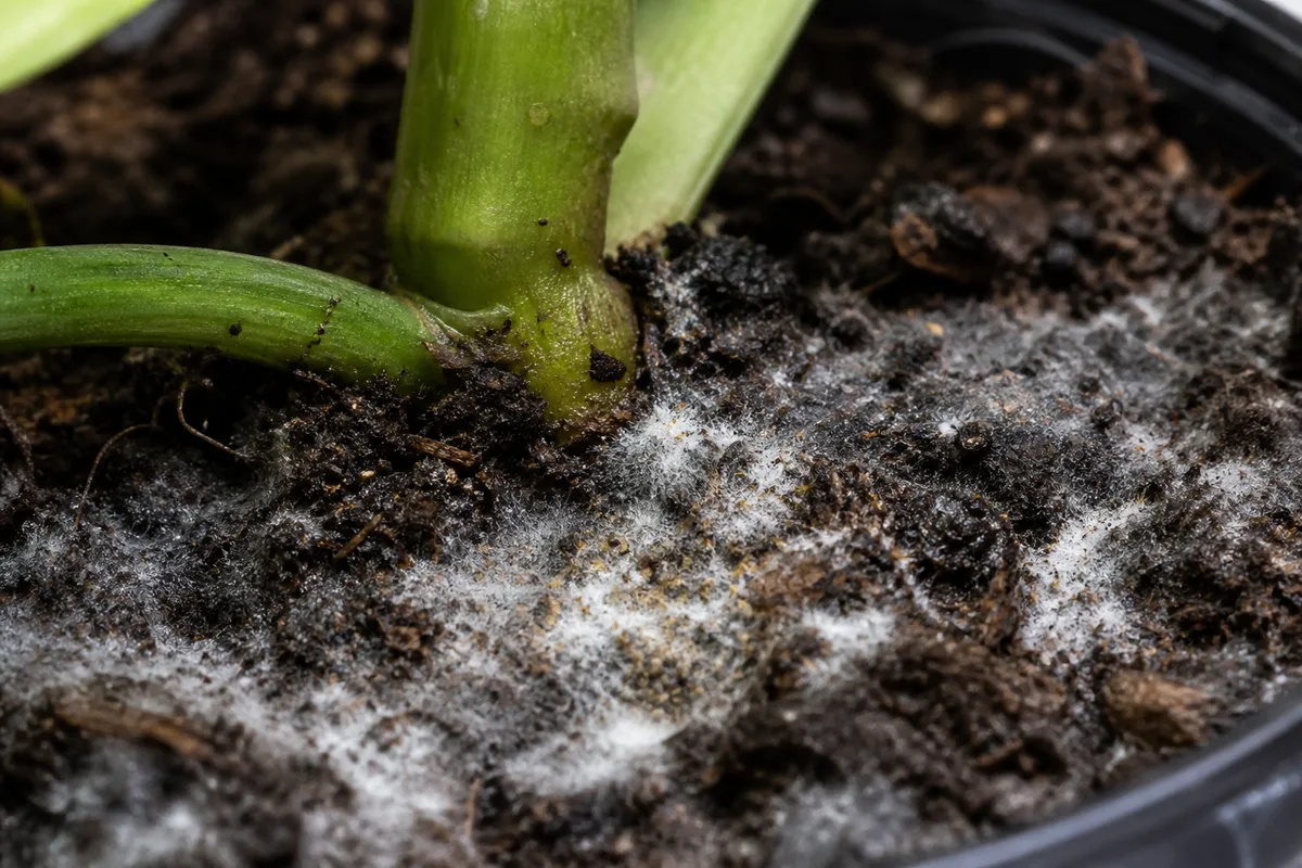 Close-up of Mold on Soil on Monstera Adansonii - diagnostic detail