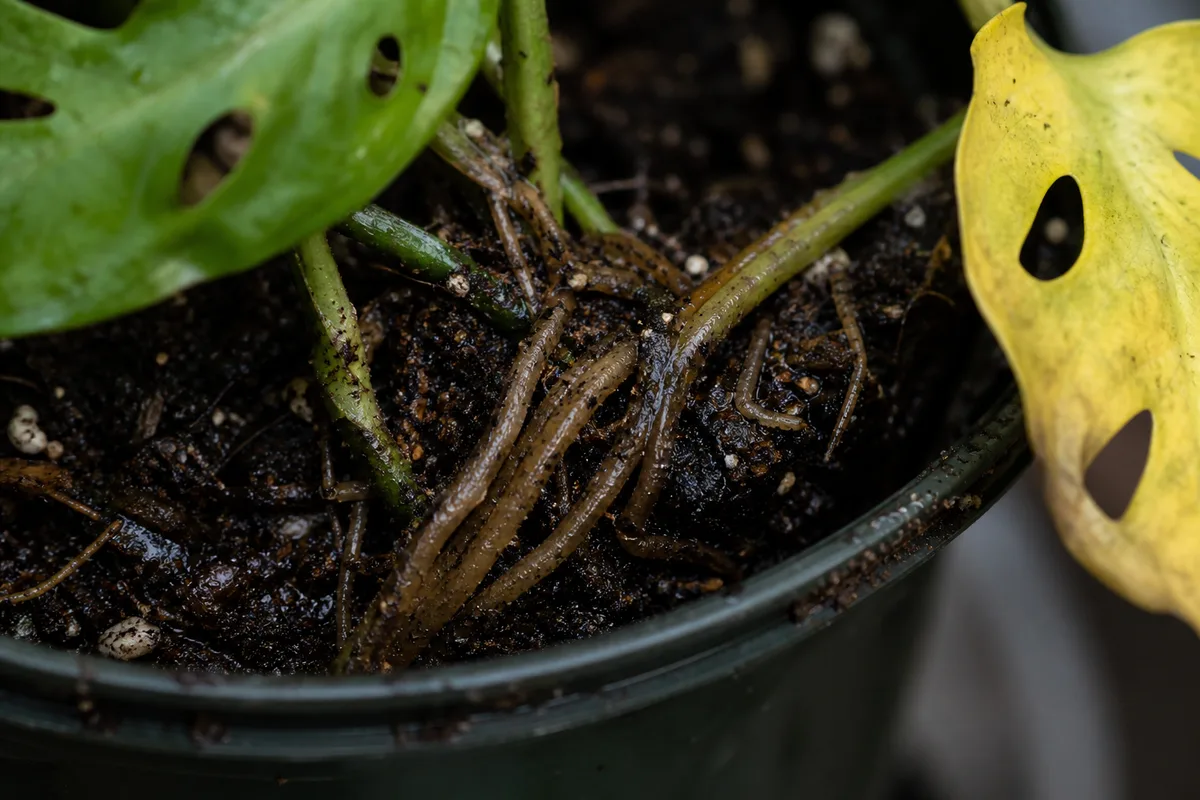 Close-up of Root Rot on Monstera Adansonii - diagnostic detail