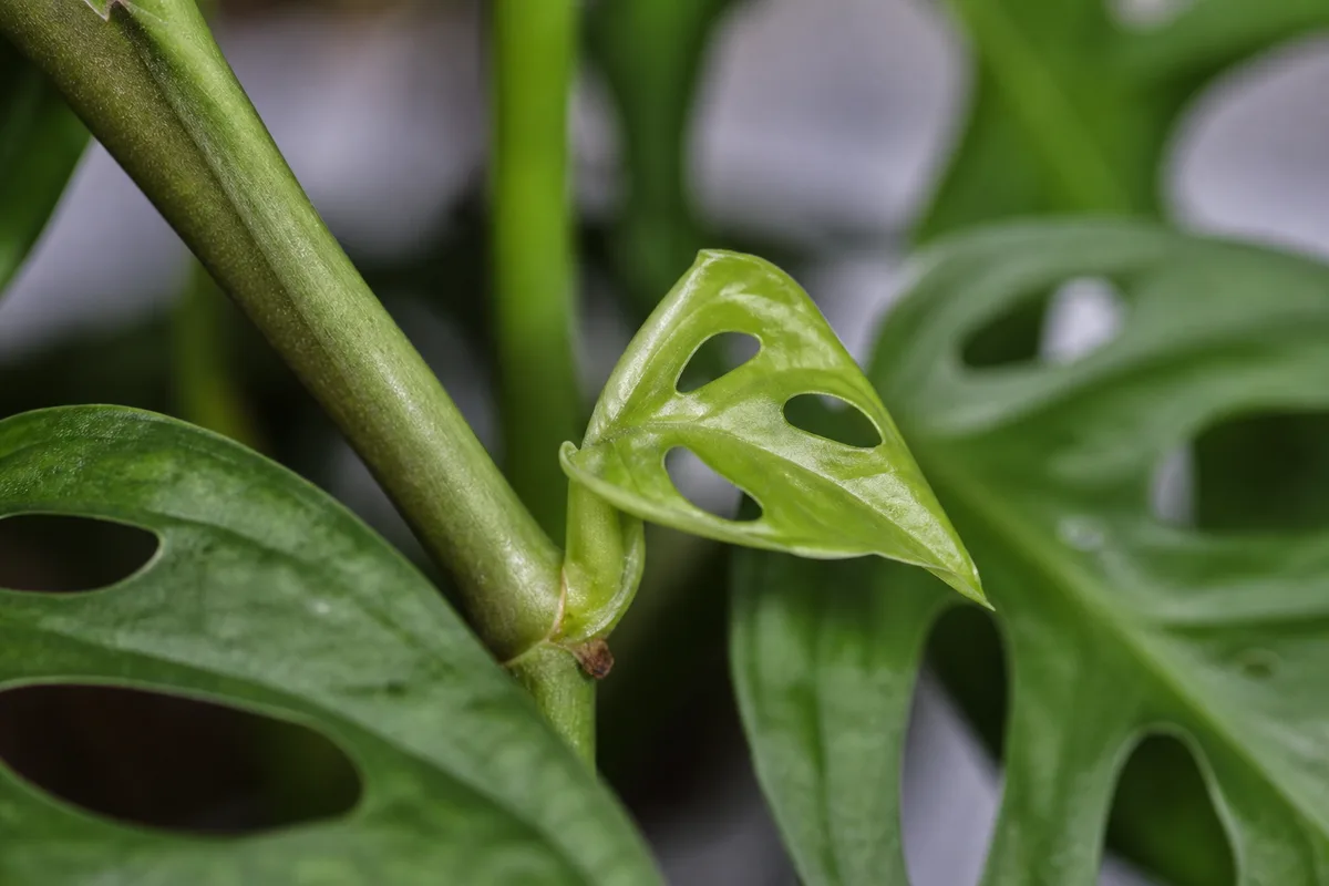 Close-up of Slow Growth on Monstera Adansonii - diagnostic detail