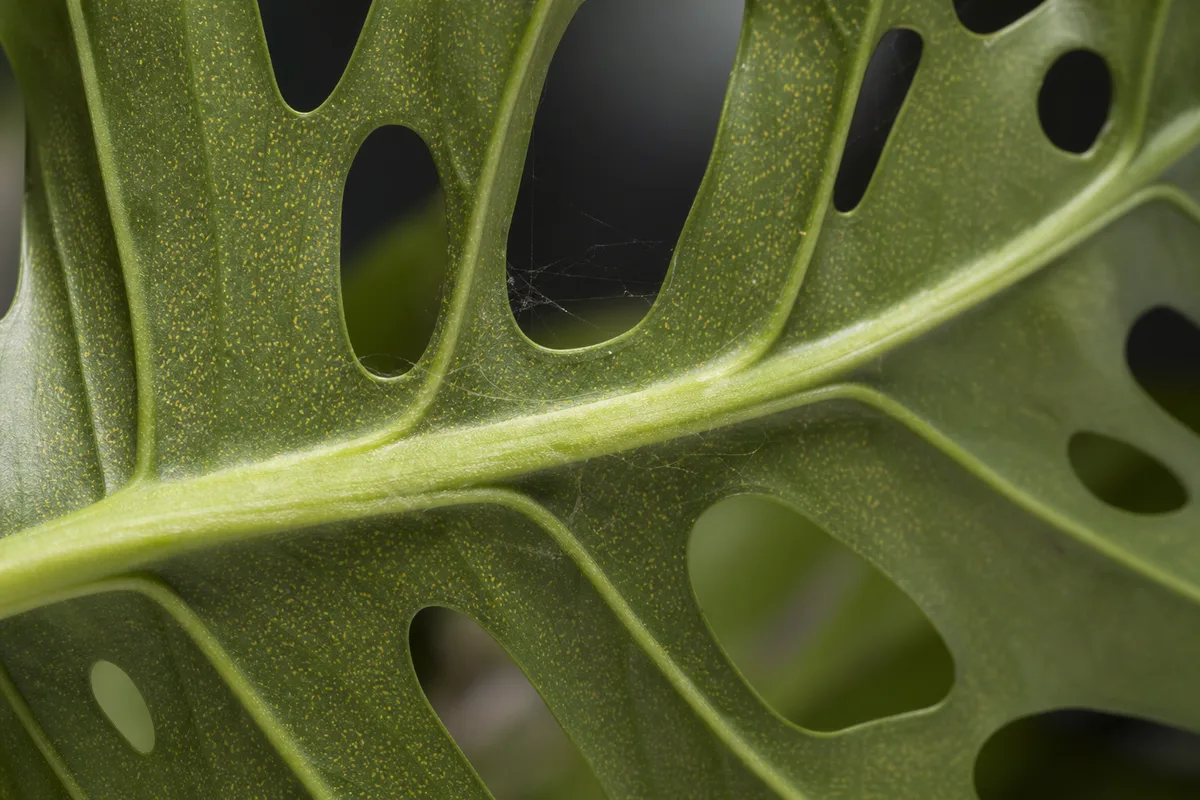 Close-up of Spider Mites on Monstera Adansonii - diagnostic detail
