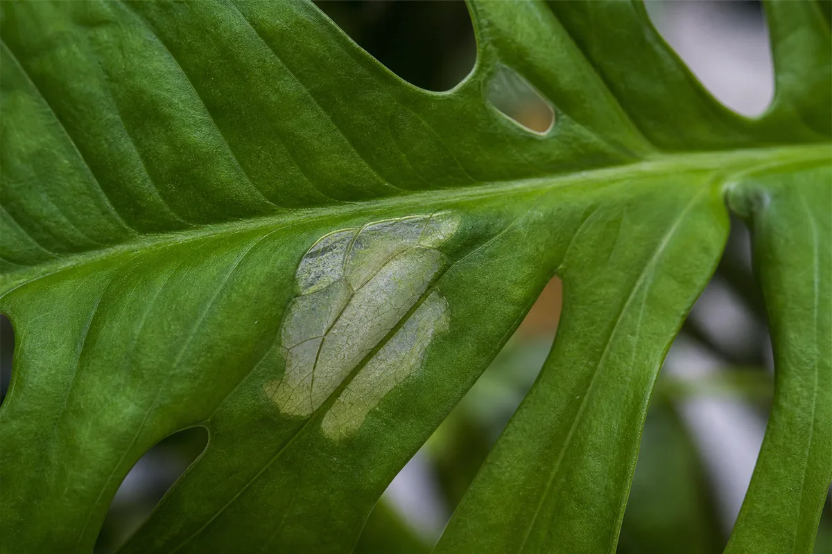 Close-up of Transparent Leaves on Monstera Adansonii - diagnostic detail
