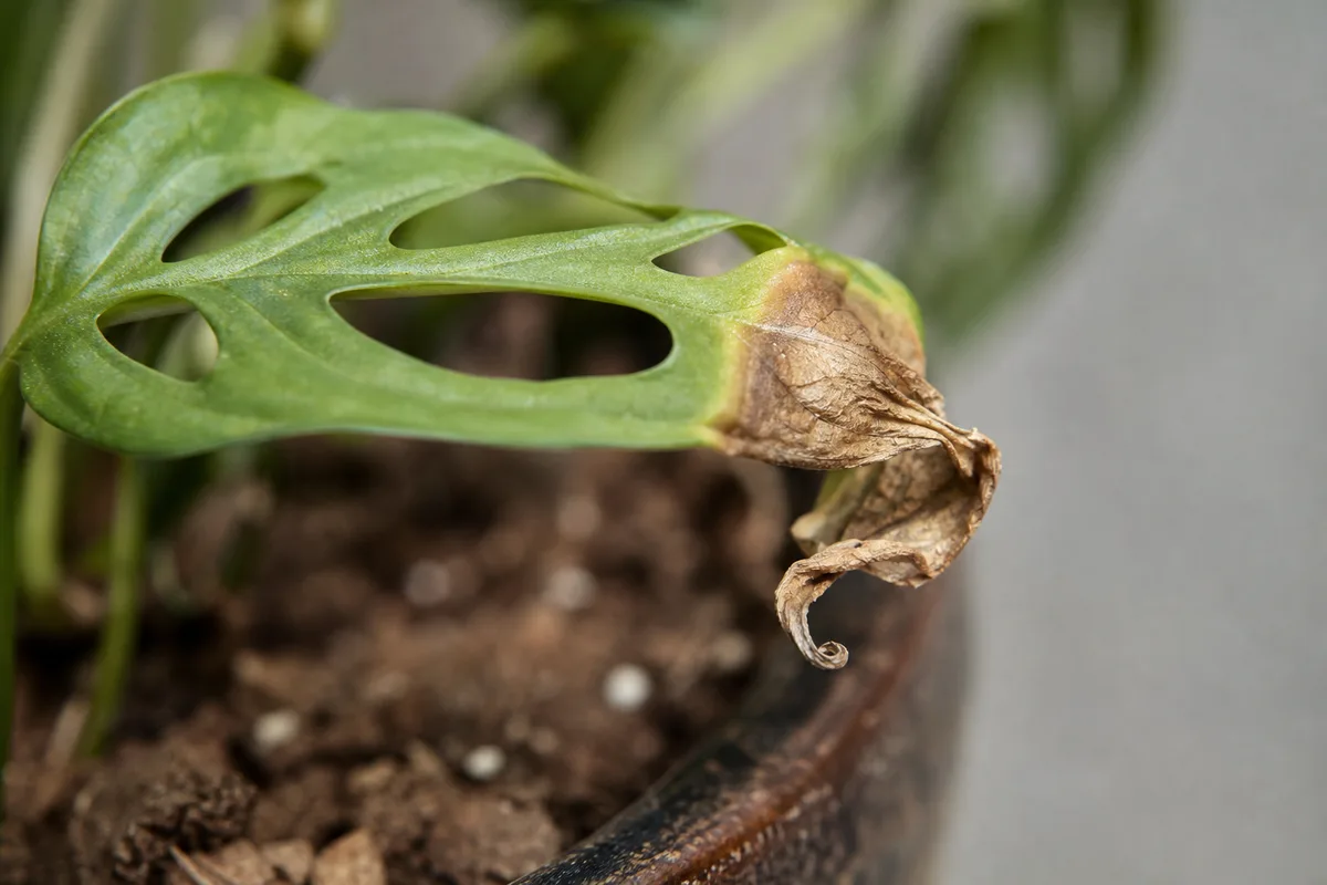 Close-up of Underwatering on Monstera Adansonii - diagnostic detail