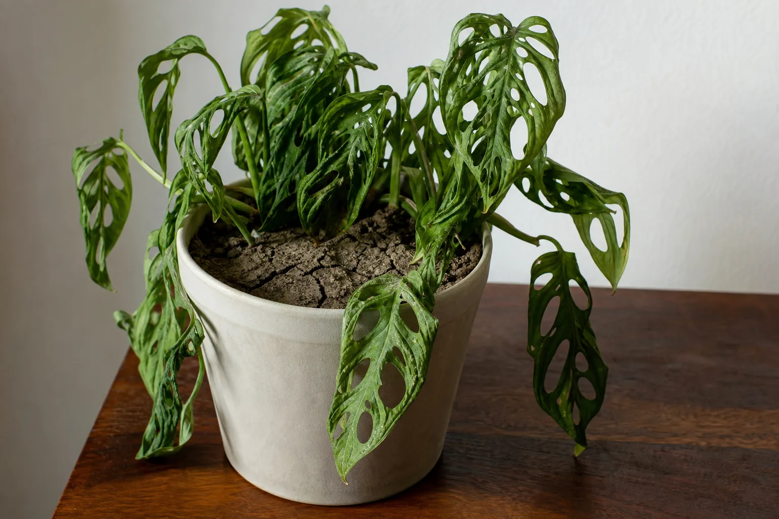 Crisp Monstera adansonii leaf margins from underwatering dry-down that went too far