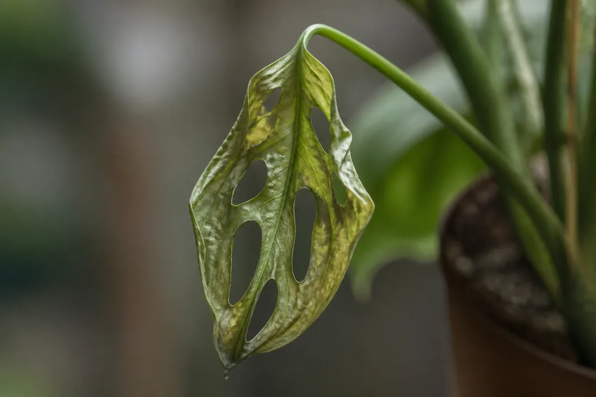 Close-up of Wilting on Monstera Adansonii - diagnostic detail