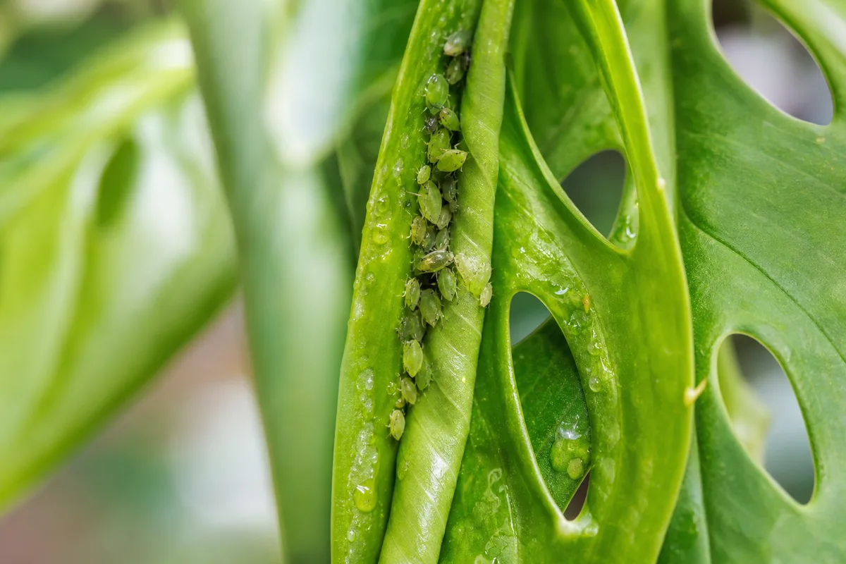 Close-up of Aphids on Monstera Deliciosa - diagnostic detail