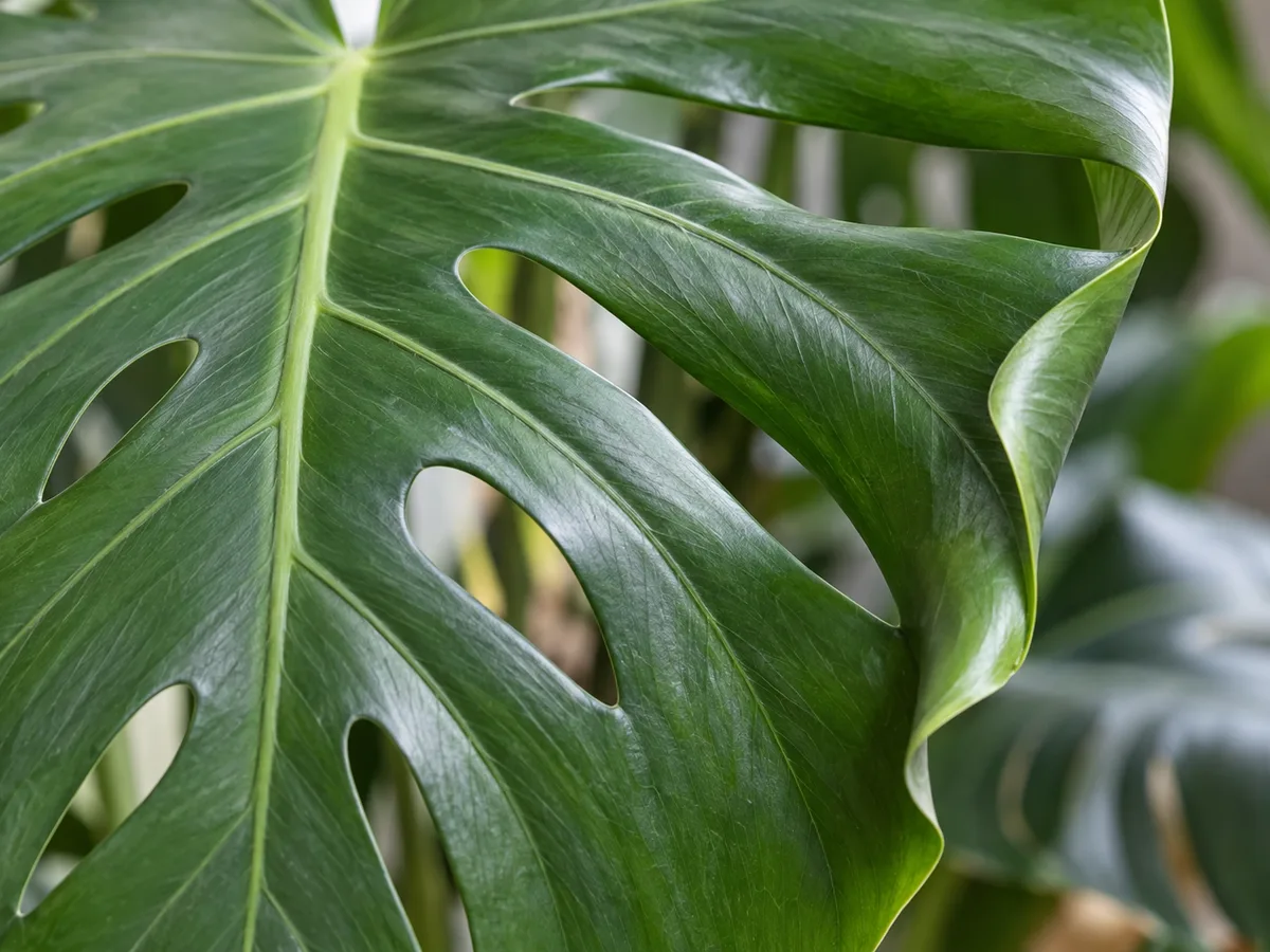Close view of a mature Monstera deliciosa leaf edge curling inward