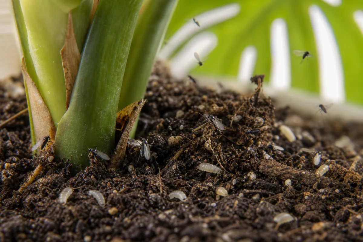 Close-up of Fungus Gnats on Monstera Deliciosa - diagnostic detail
