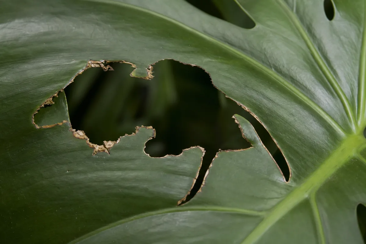 Close-up of Holes in Leaves on Monstera Deliciosa - diagnostic detail