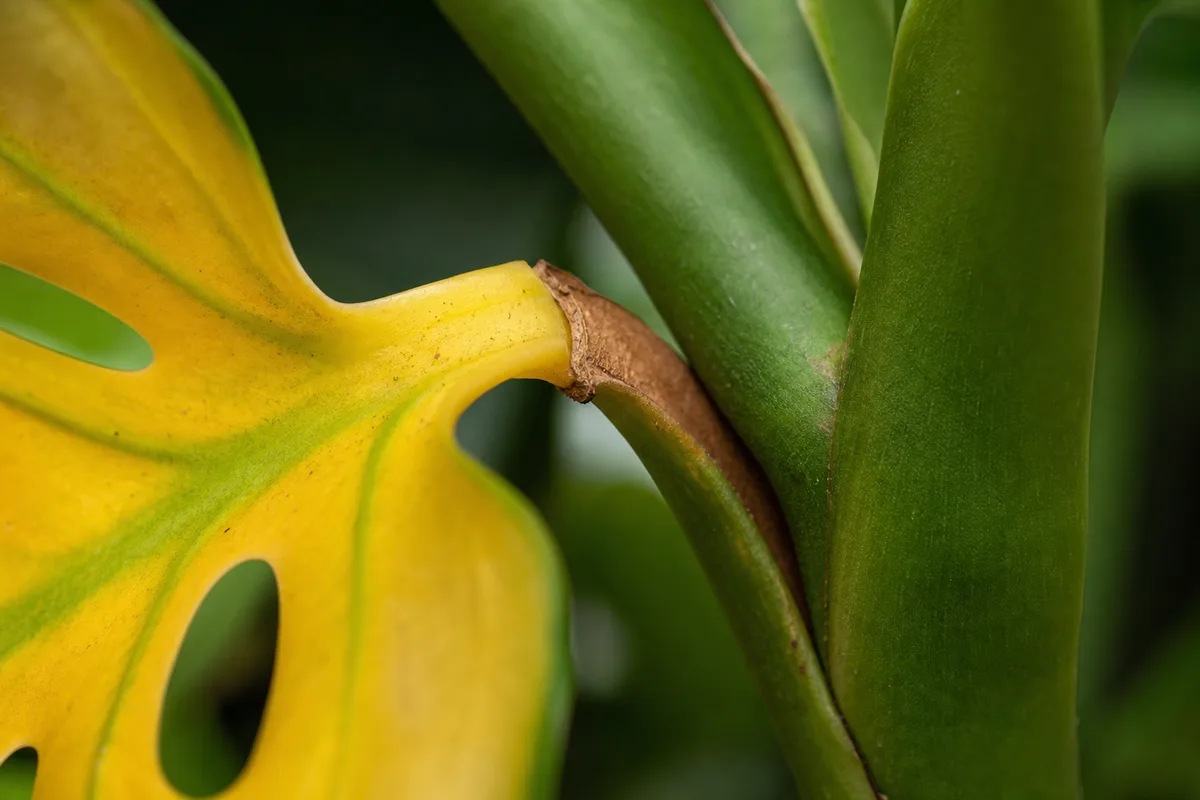 Close-up of Leaf Drop on Monstera Deliciosa - diagnostic detail