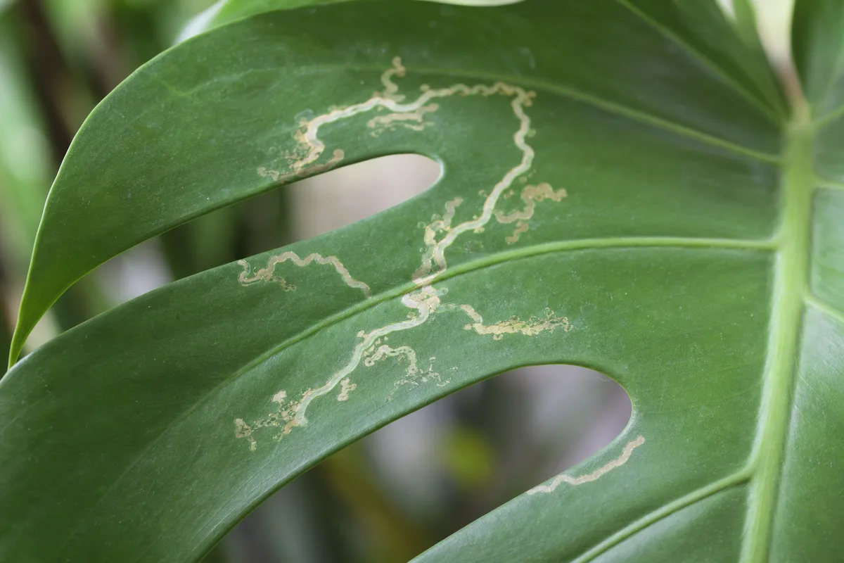 Pest Damage The Most Common Cause Of Unwanted Holes for pest damage: the most common cause of unwanted holes