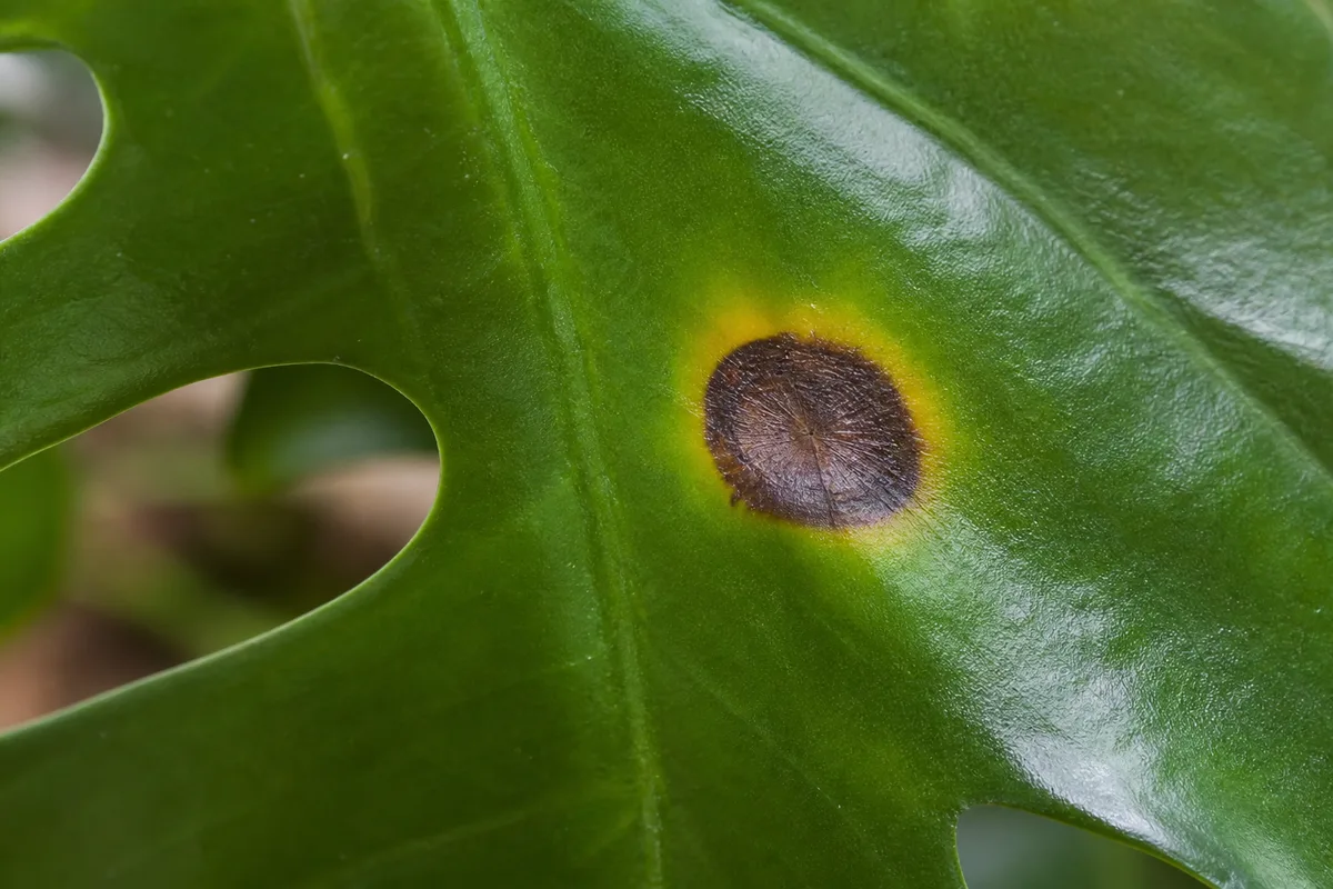 Disease Caused Holes Fungal And Bacterial for disease-caused holes: fungal and bacterial