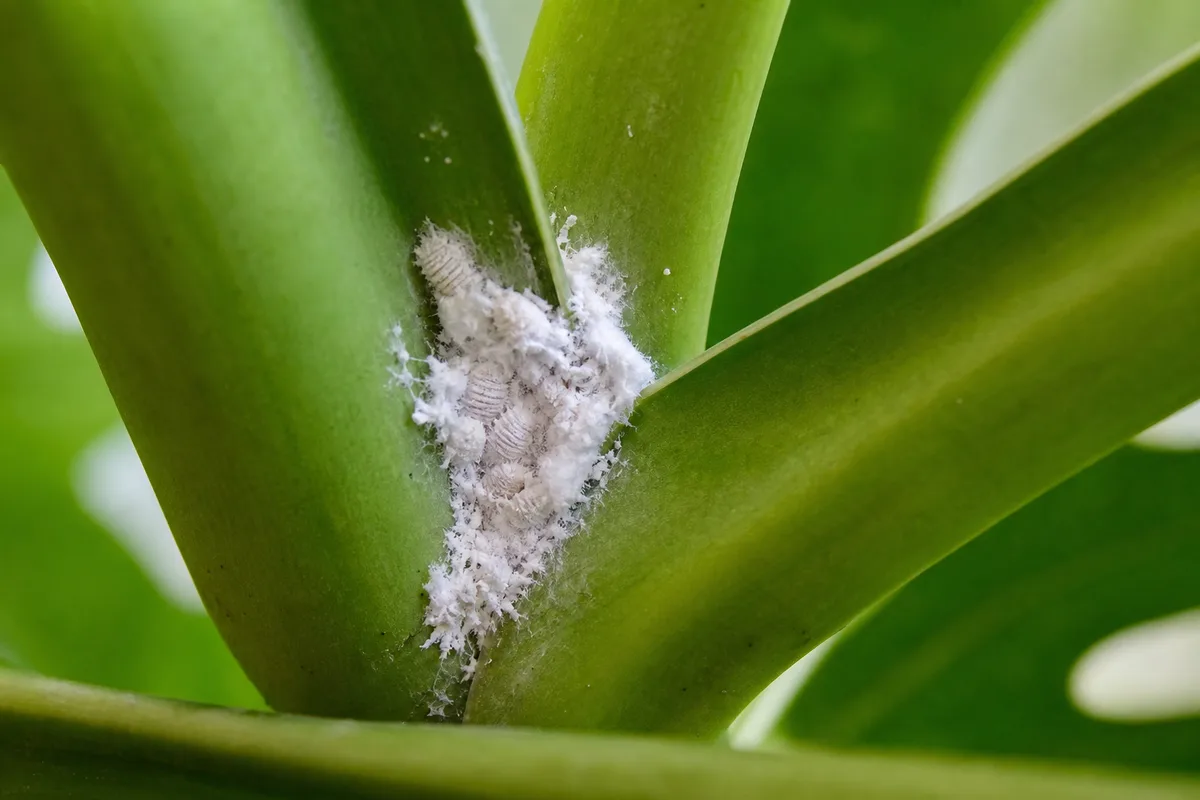 Close-up macro showing a white mealybug colony in a Monstera deliciosa leaf axil.