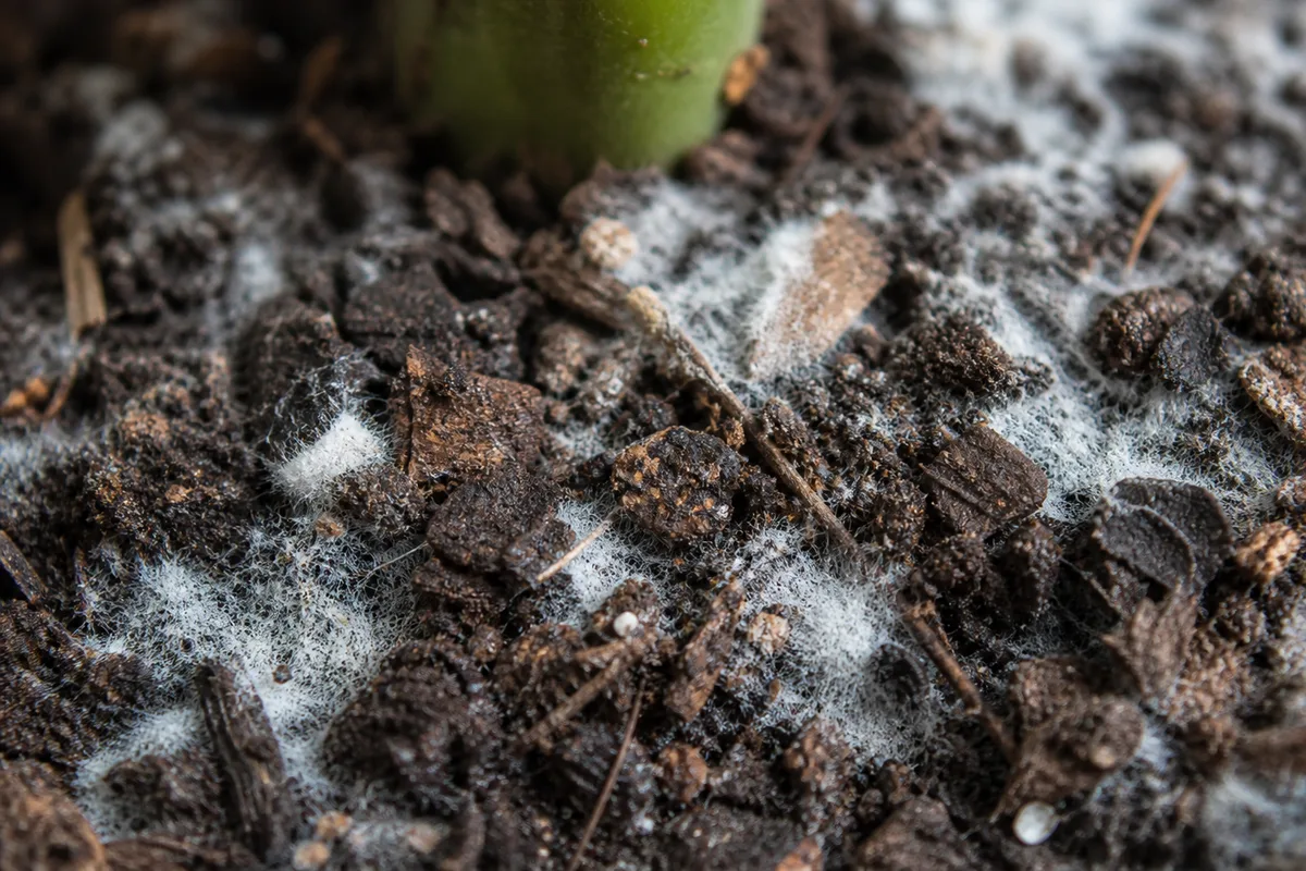 Close-up of Mold on Soil on Monstera Deliciosa - diagnostic detail