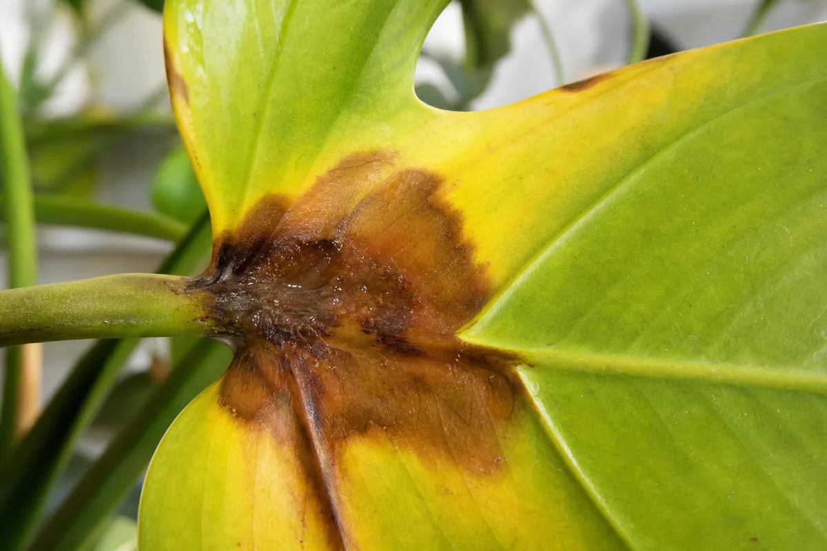 Monstera deliciosa leaf showing overwatering stress symptoms