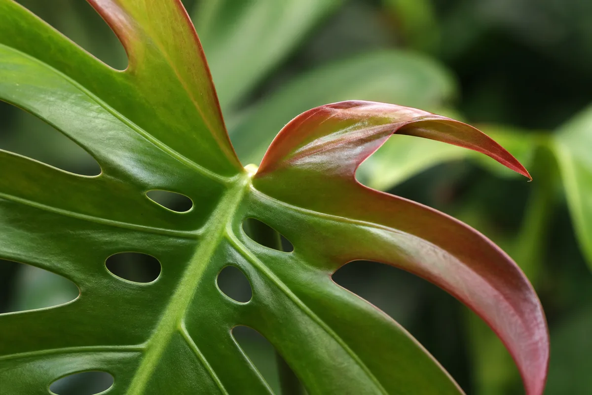 Close-up of Red Leaves on Monstera Deliciosa - diagnostic detail