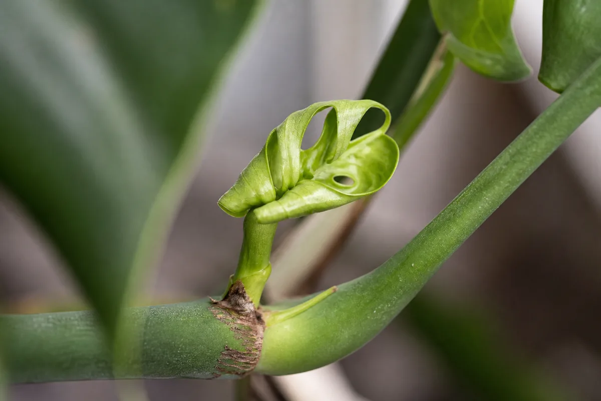 Close-up of Slow Growth on Monstera Deliciosa - diagnostic detail