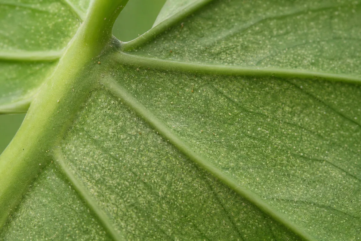 Leaf Cleaning And Pest Checks Should Happen Together for leaf cleaning and pest checks should happen together