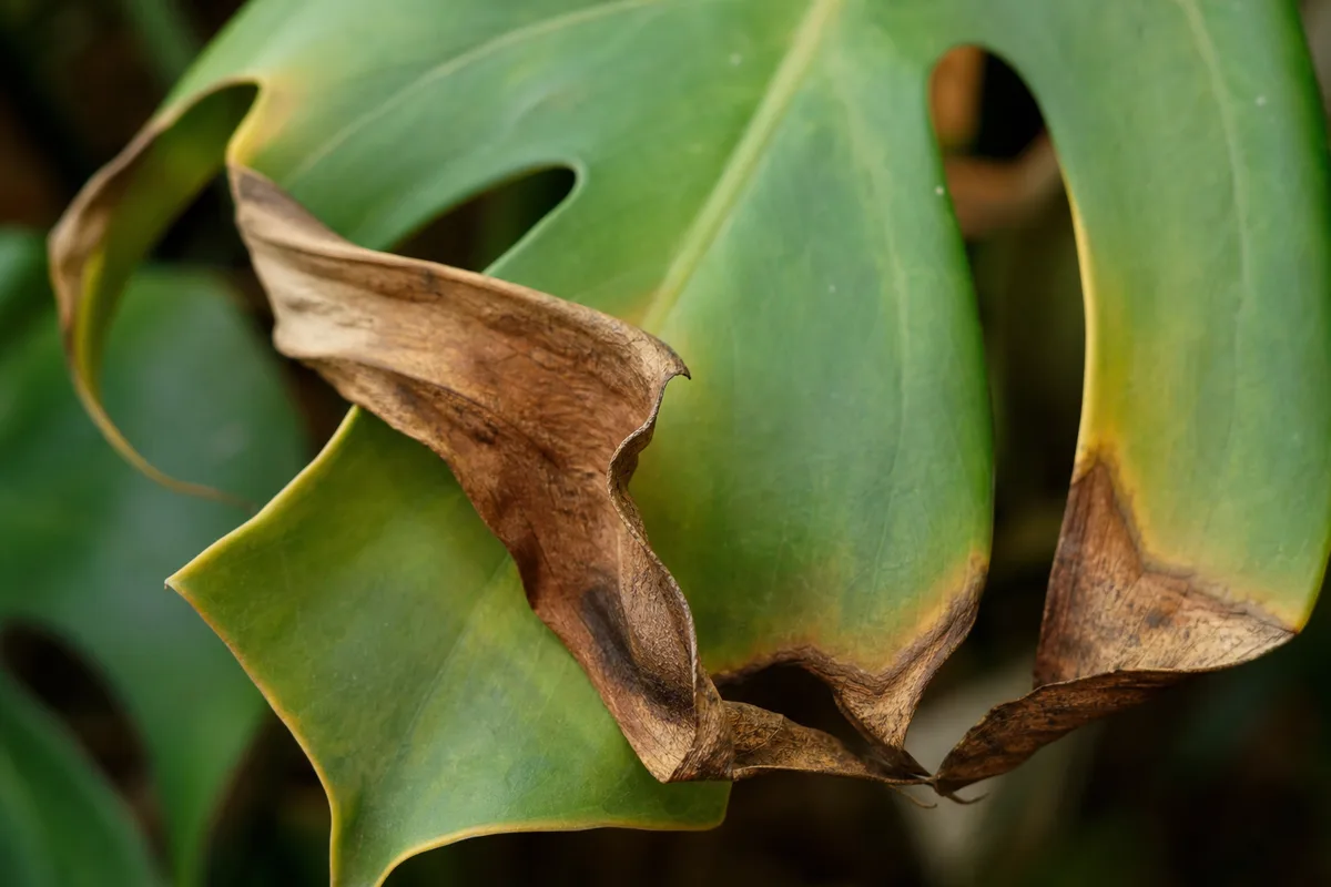 Close-up of Curling Leaves on Monstera Deliciosa - diagnostic detail