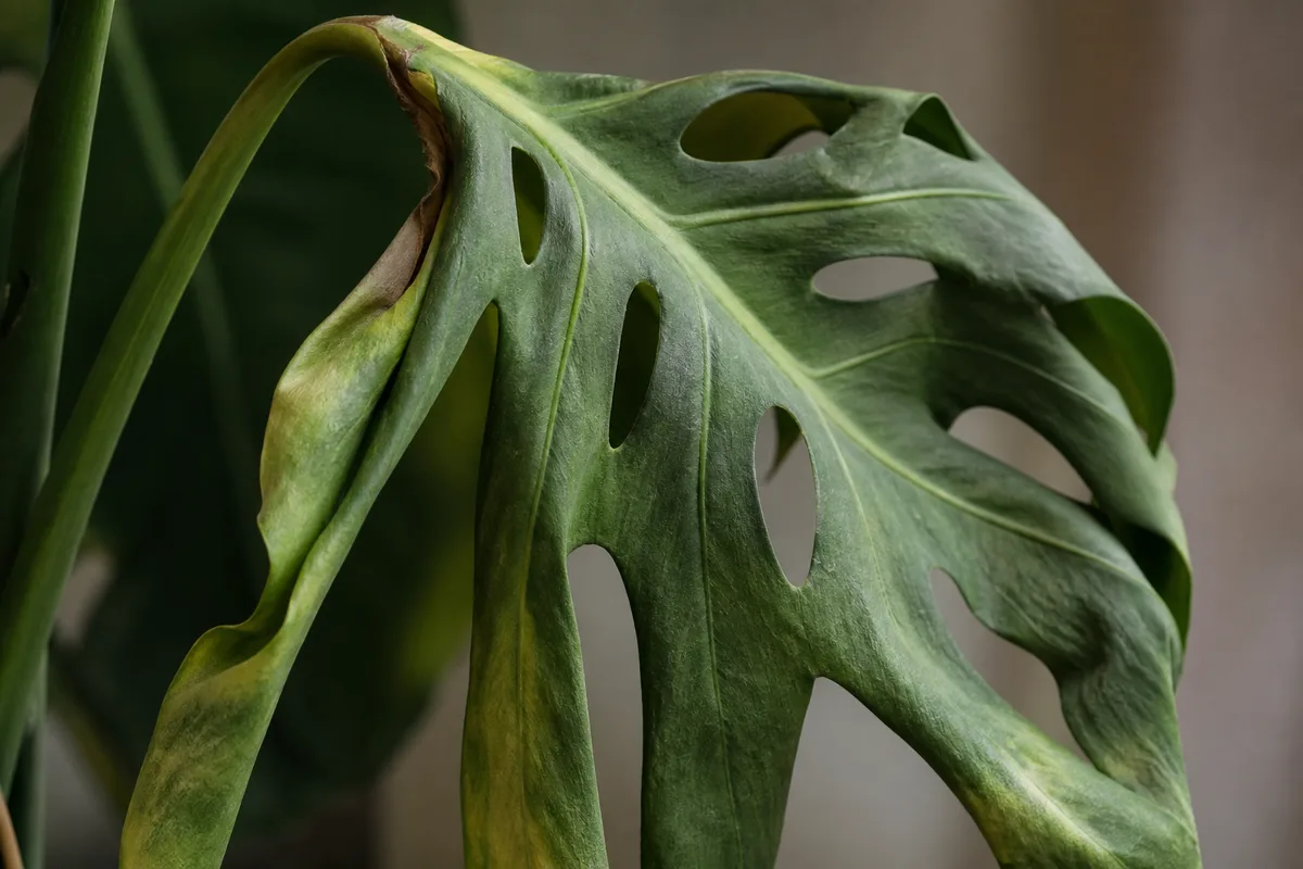 Close-up of Wilting on Monstera Deliciosa - diagnostic detail