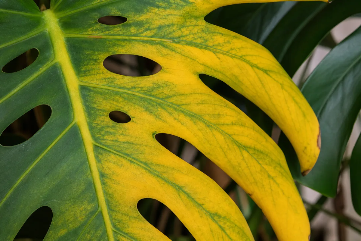 Yellow Monstera leaf used for yellow-leaf diagnosis